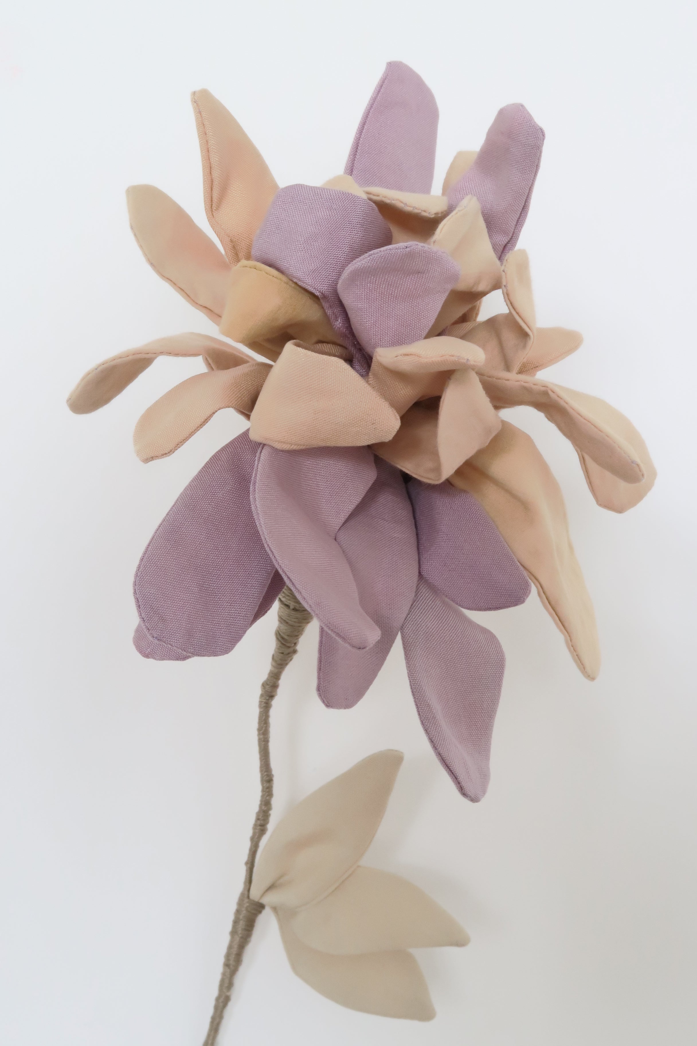 La fleur Chrysanthème