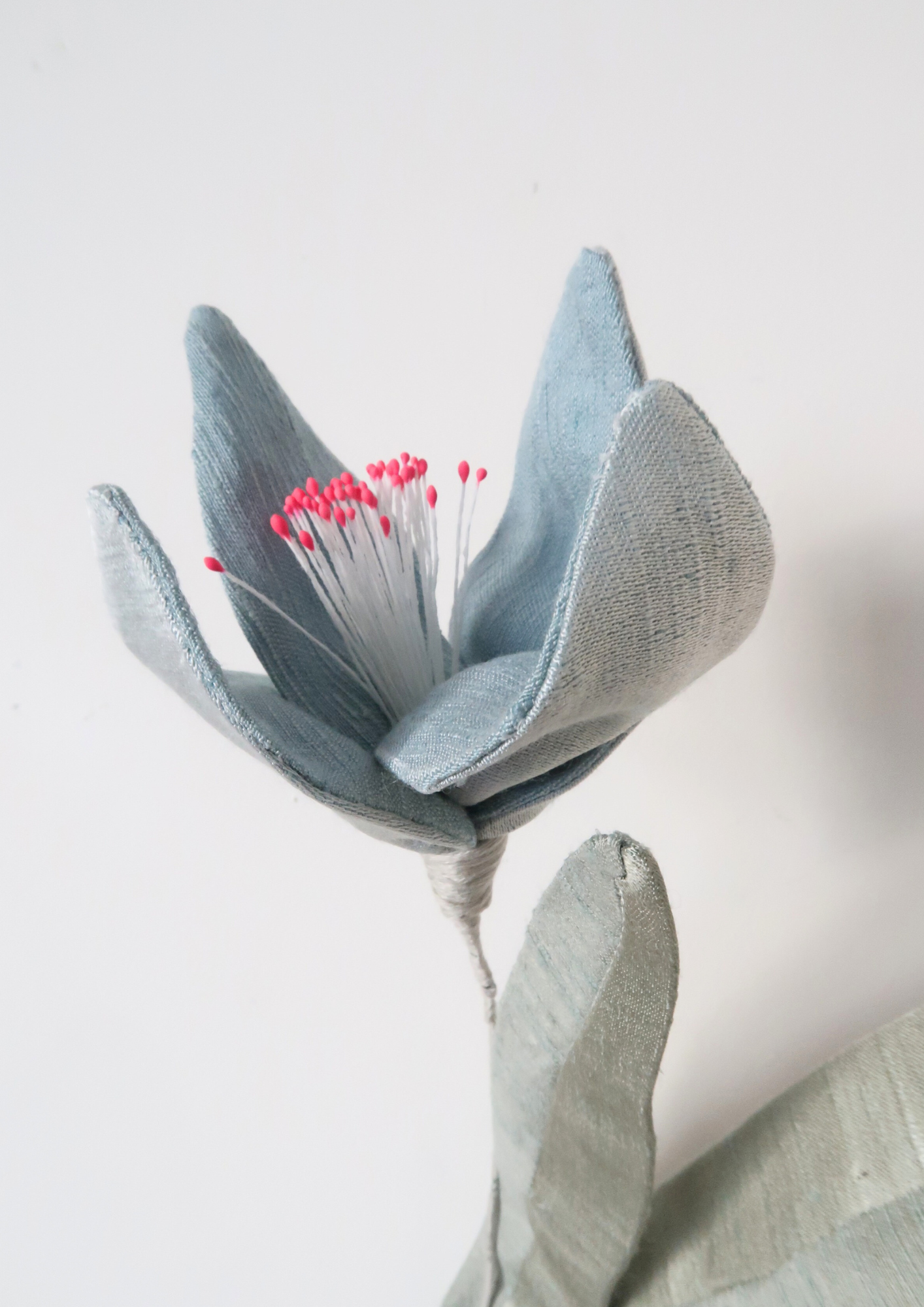 Tulipe à quatre pétales bleue