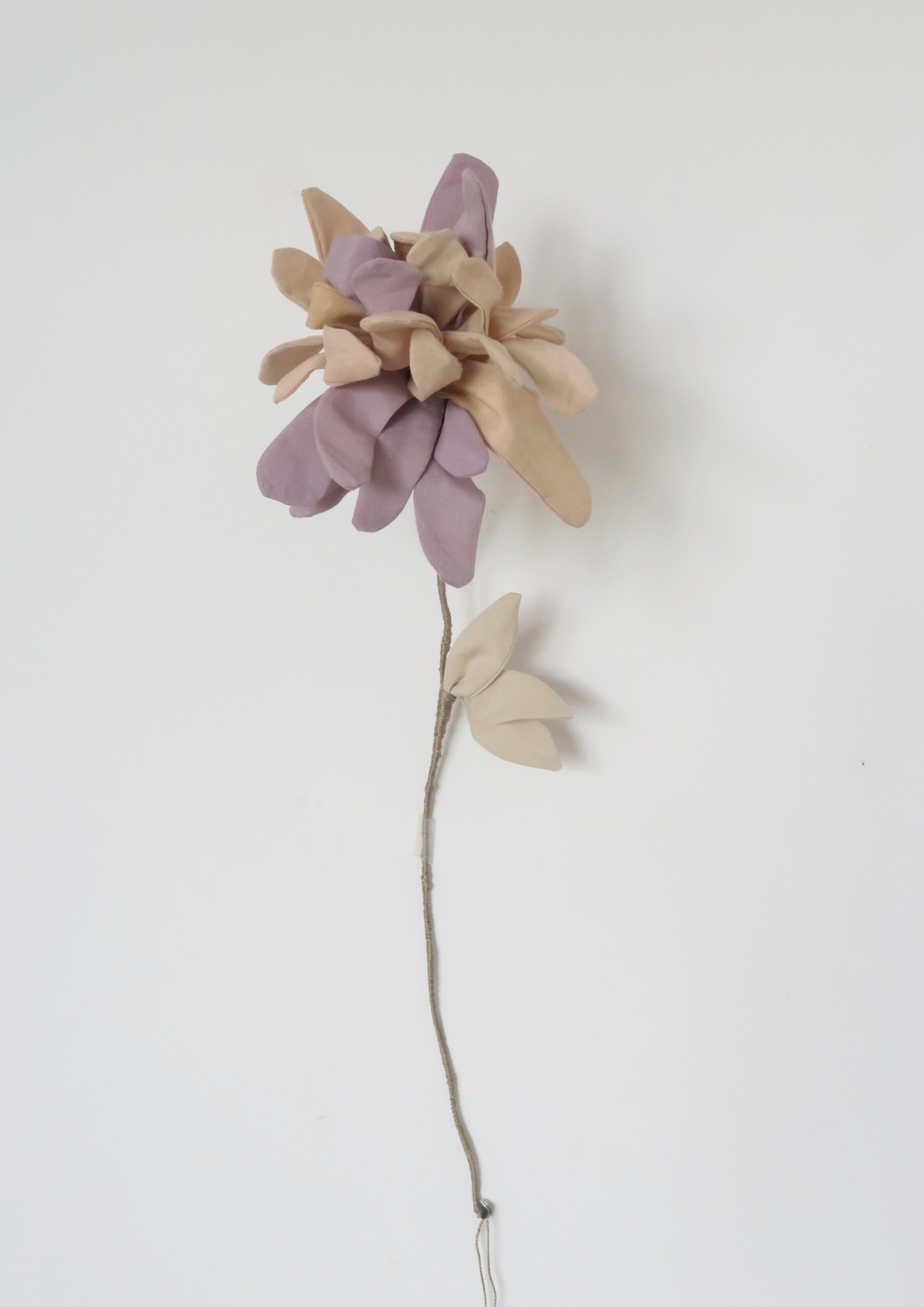 La fleur Chrysanthème