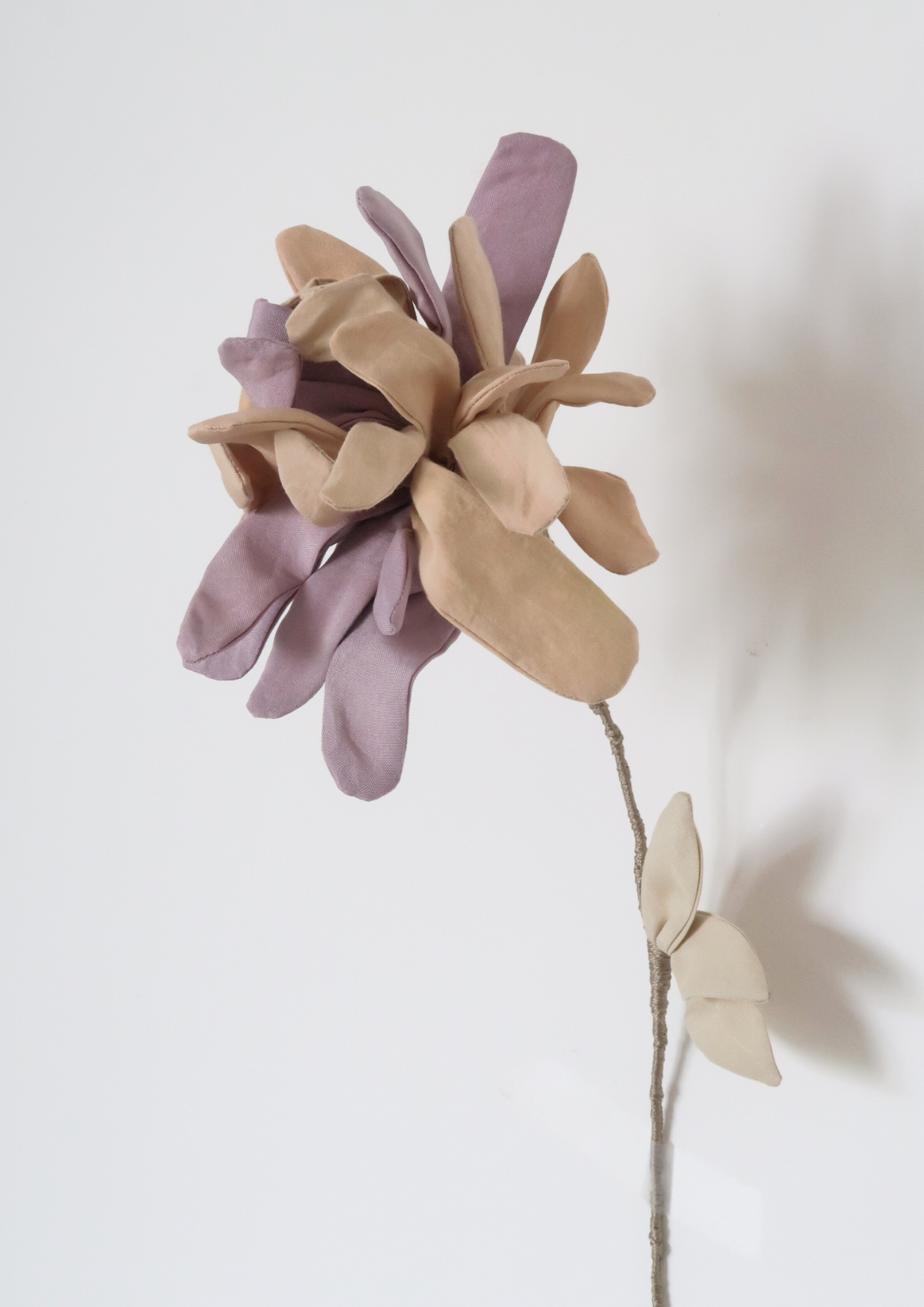 La fleur Chrysanthème