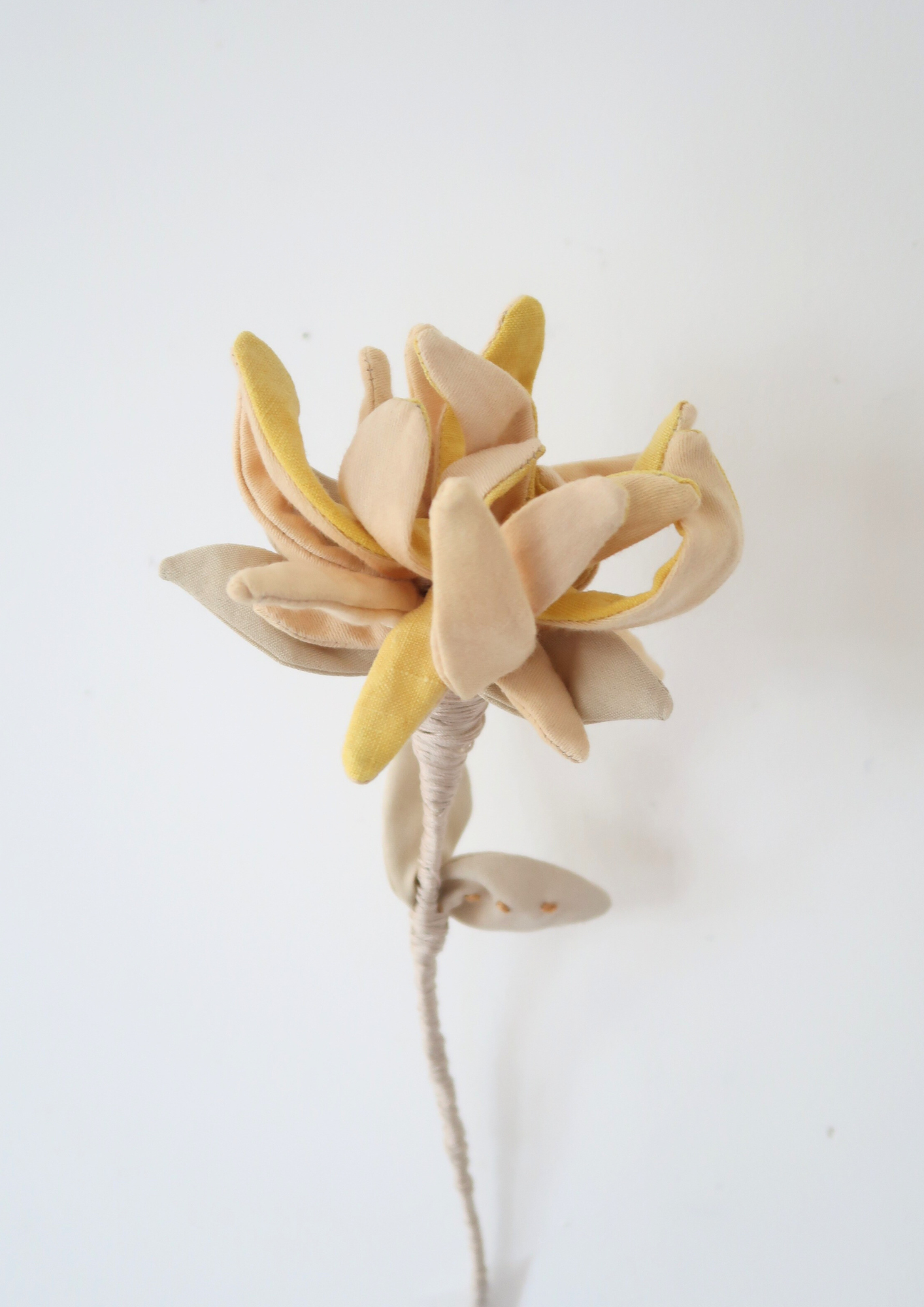 La fleur Chrysanthème à la Grenade et Curcuma