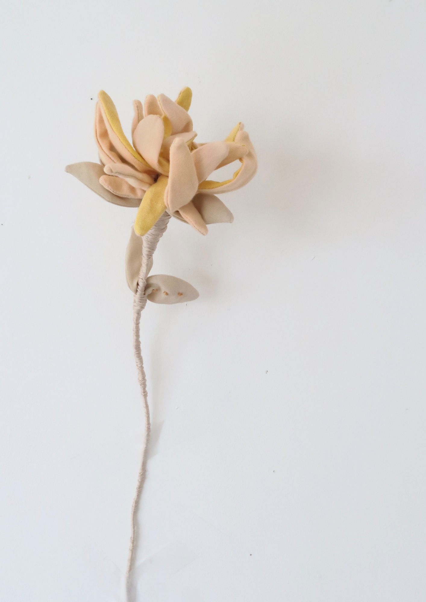 La fleur Chrysanthème à la Grenade et Curcuma