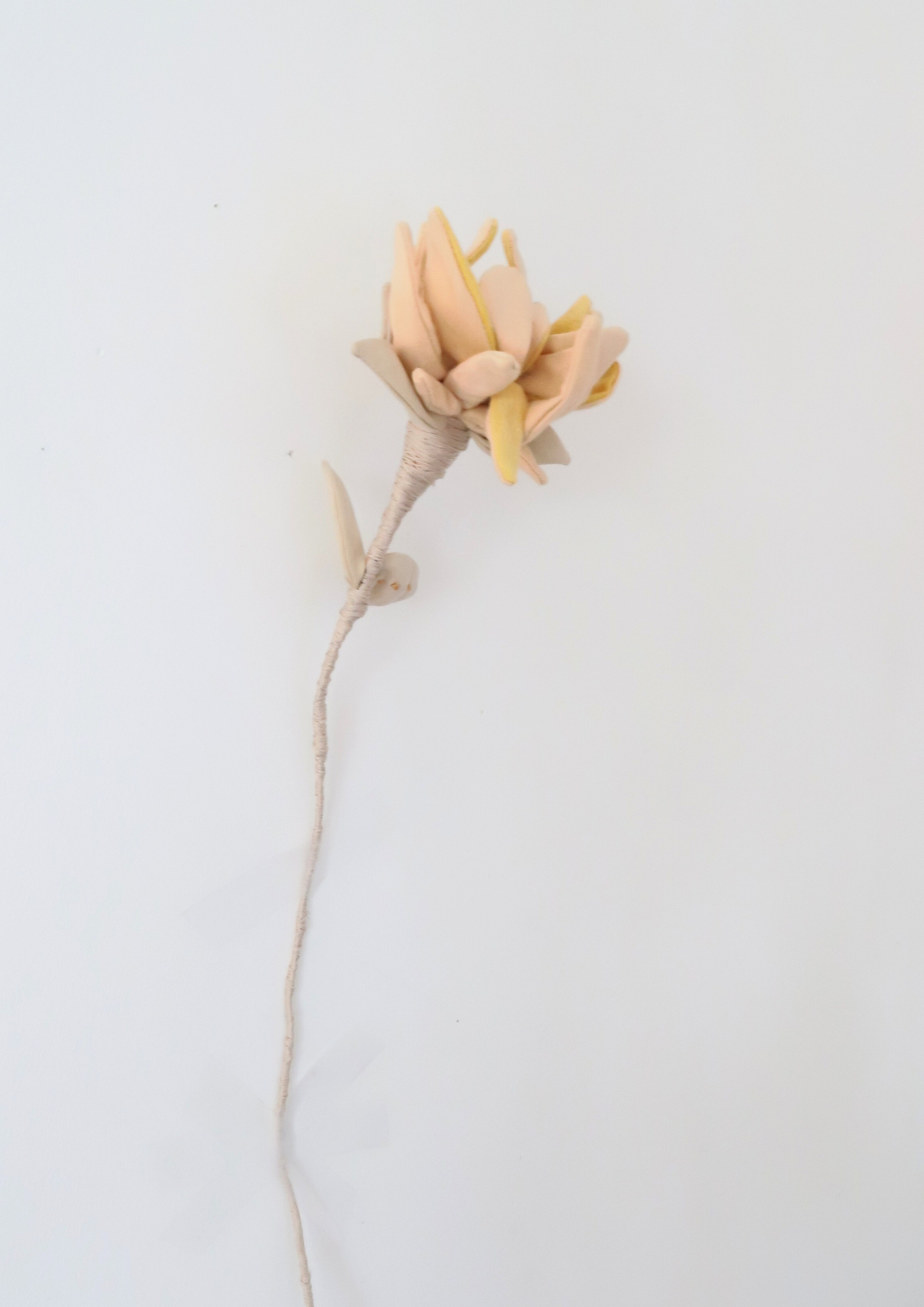 La fleur Chrysanthème à la Grenade et Curcuma