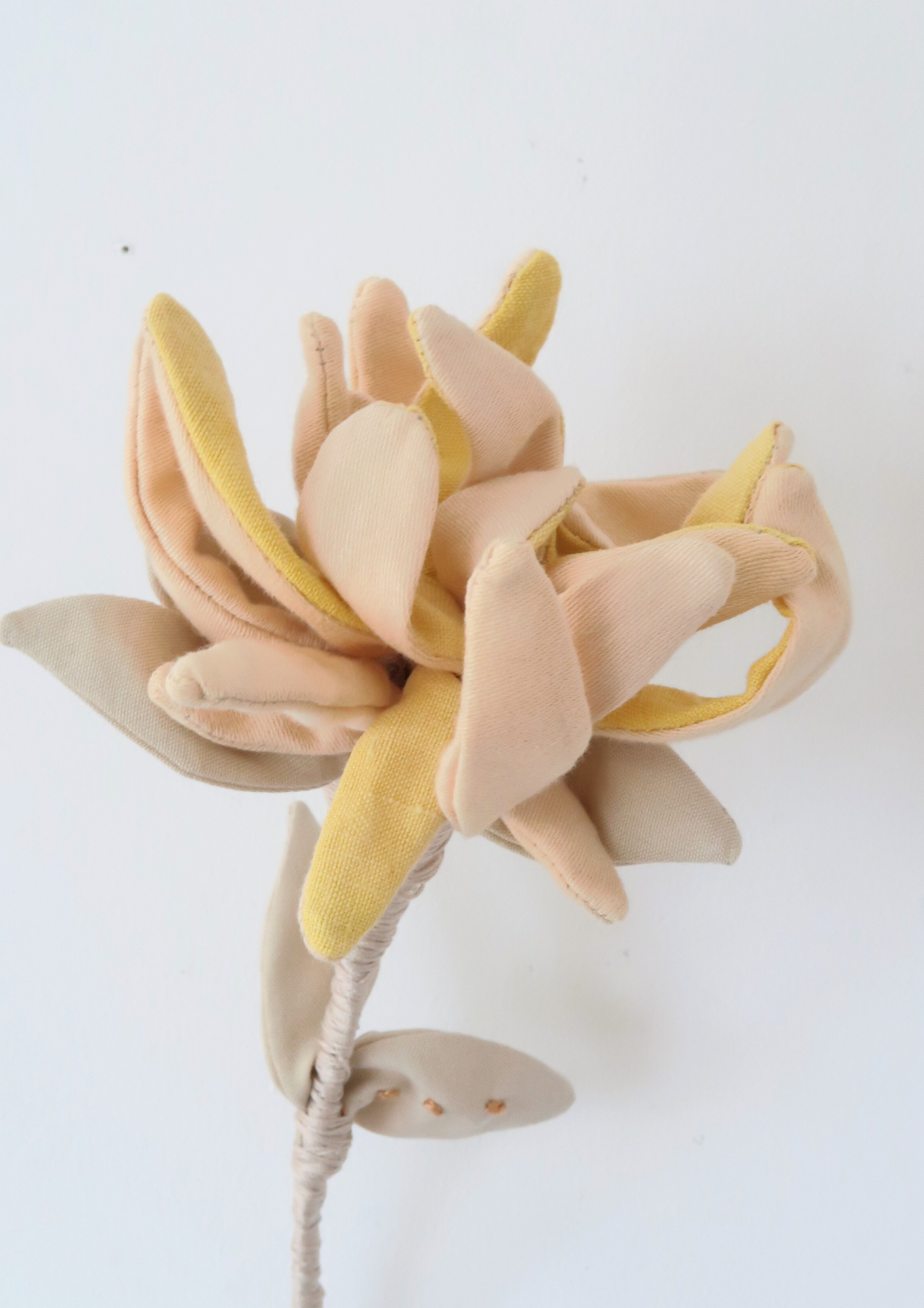 La fleur Chrysanthème à la Grenade et Curcuma