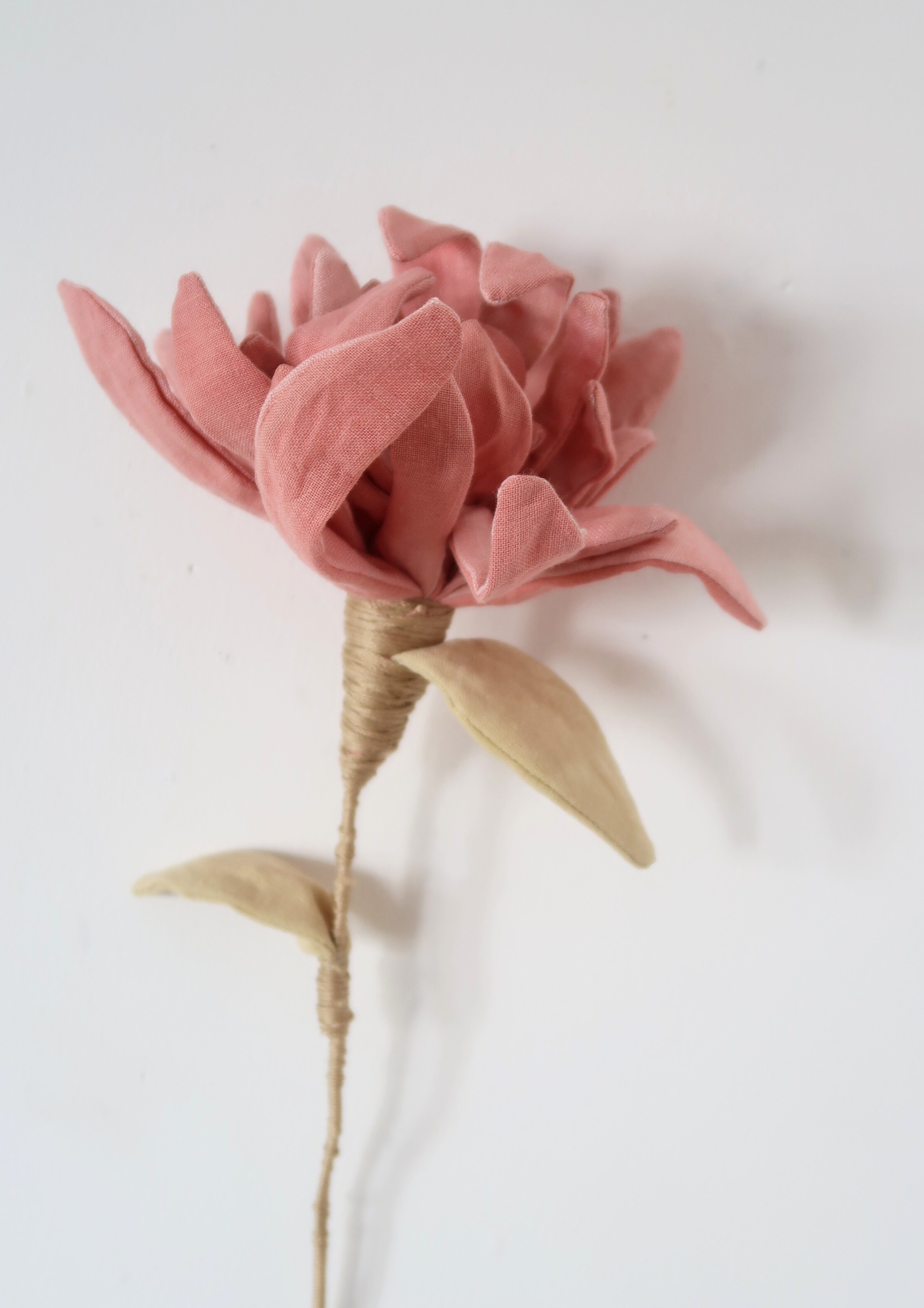 La fleur chrysanthème à la garance