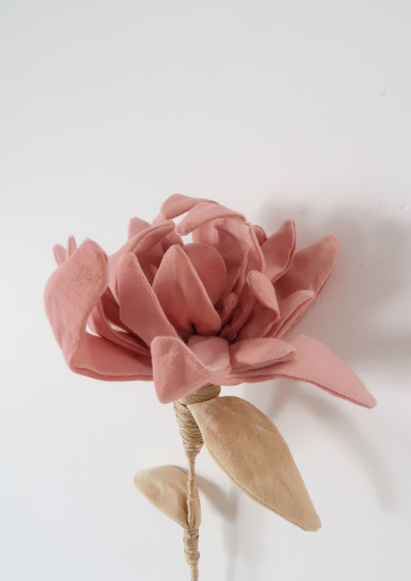 La fleur chrysanthème à la garance