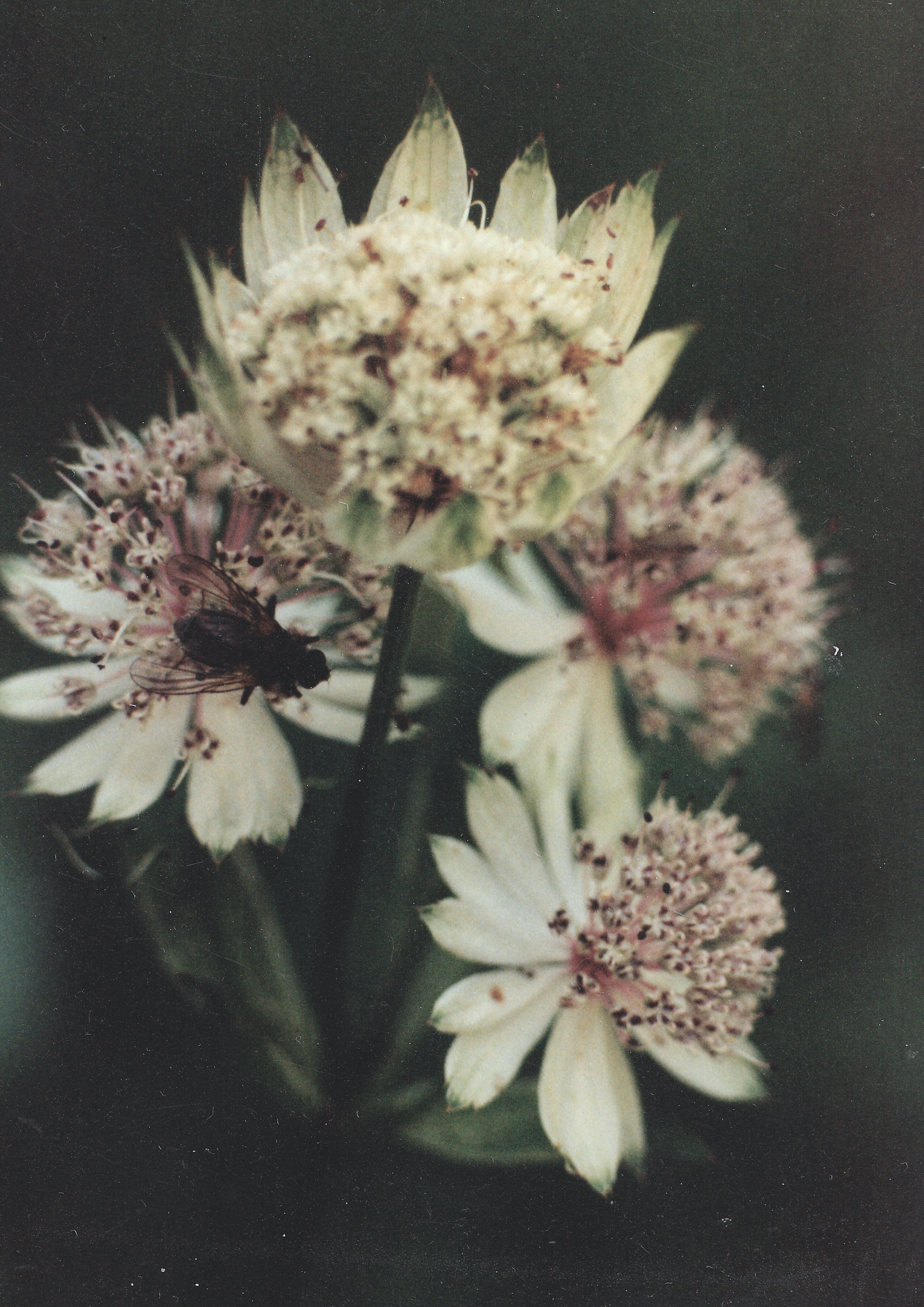 PHOTOGRAPHIES