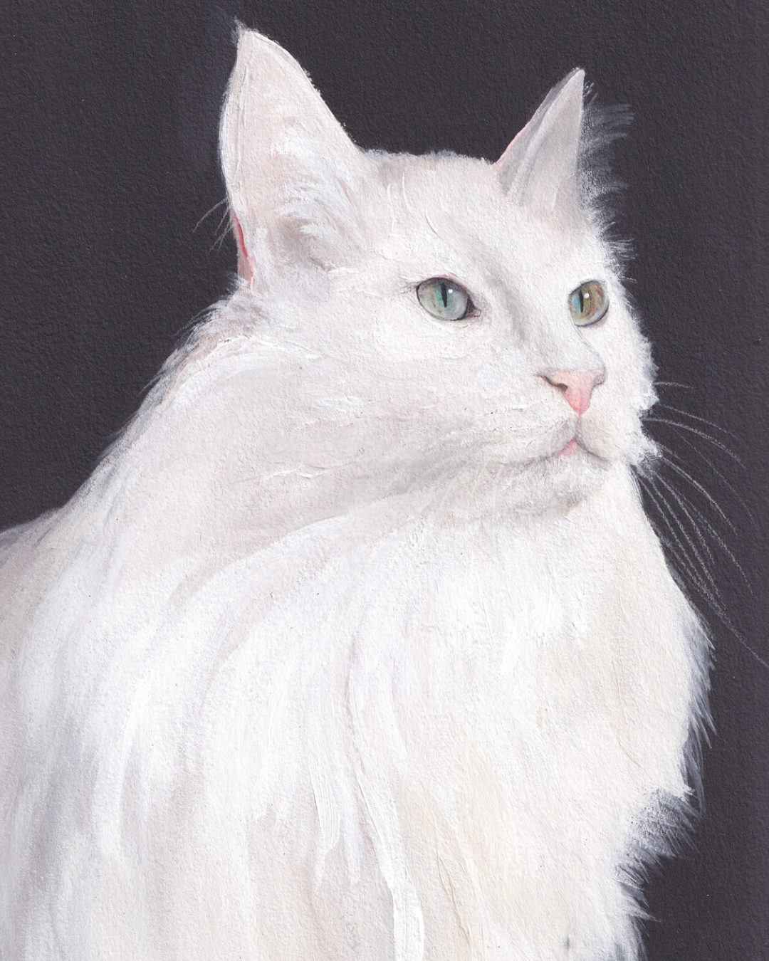 Chat blanc angora poils longs
