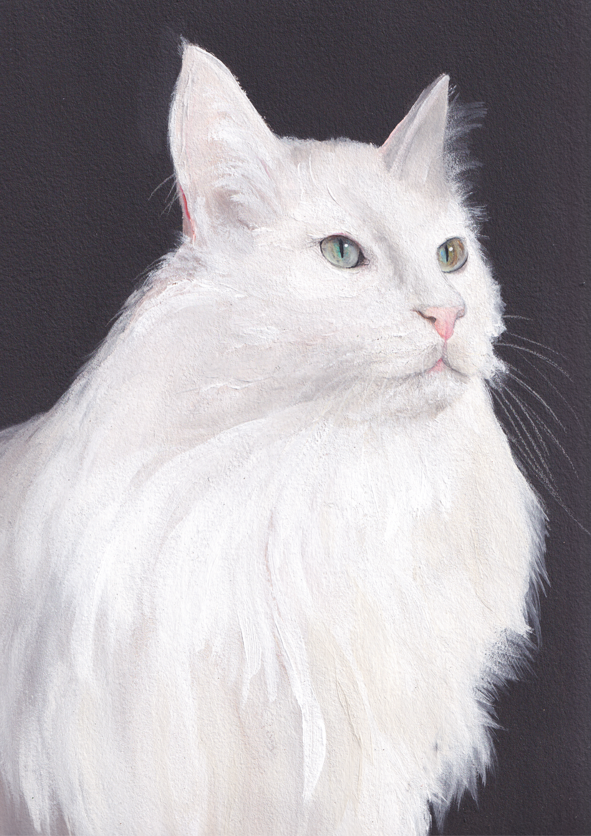 Chat blanc angora poils longs