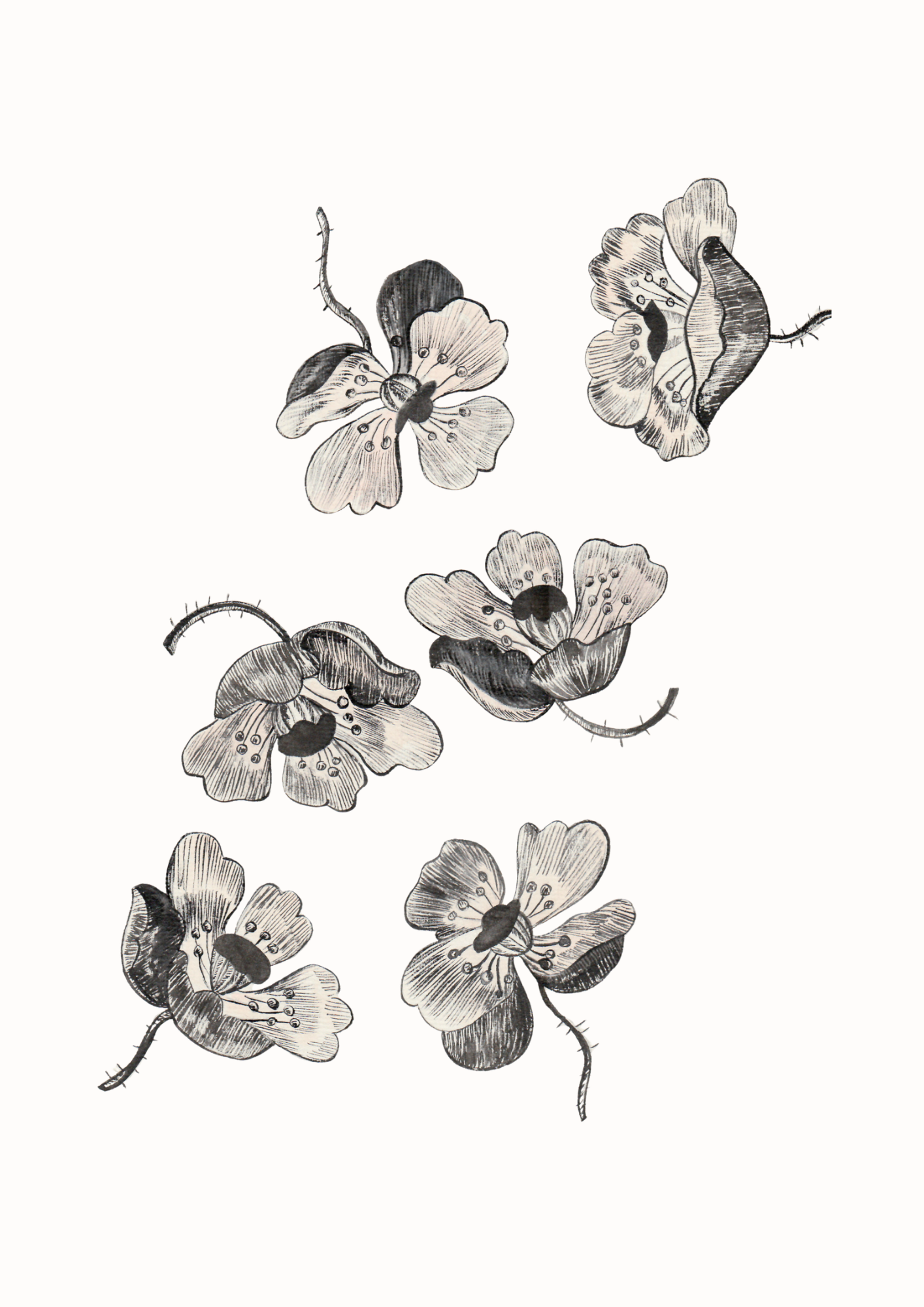 Pavots