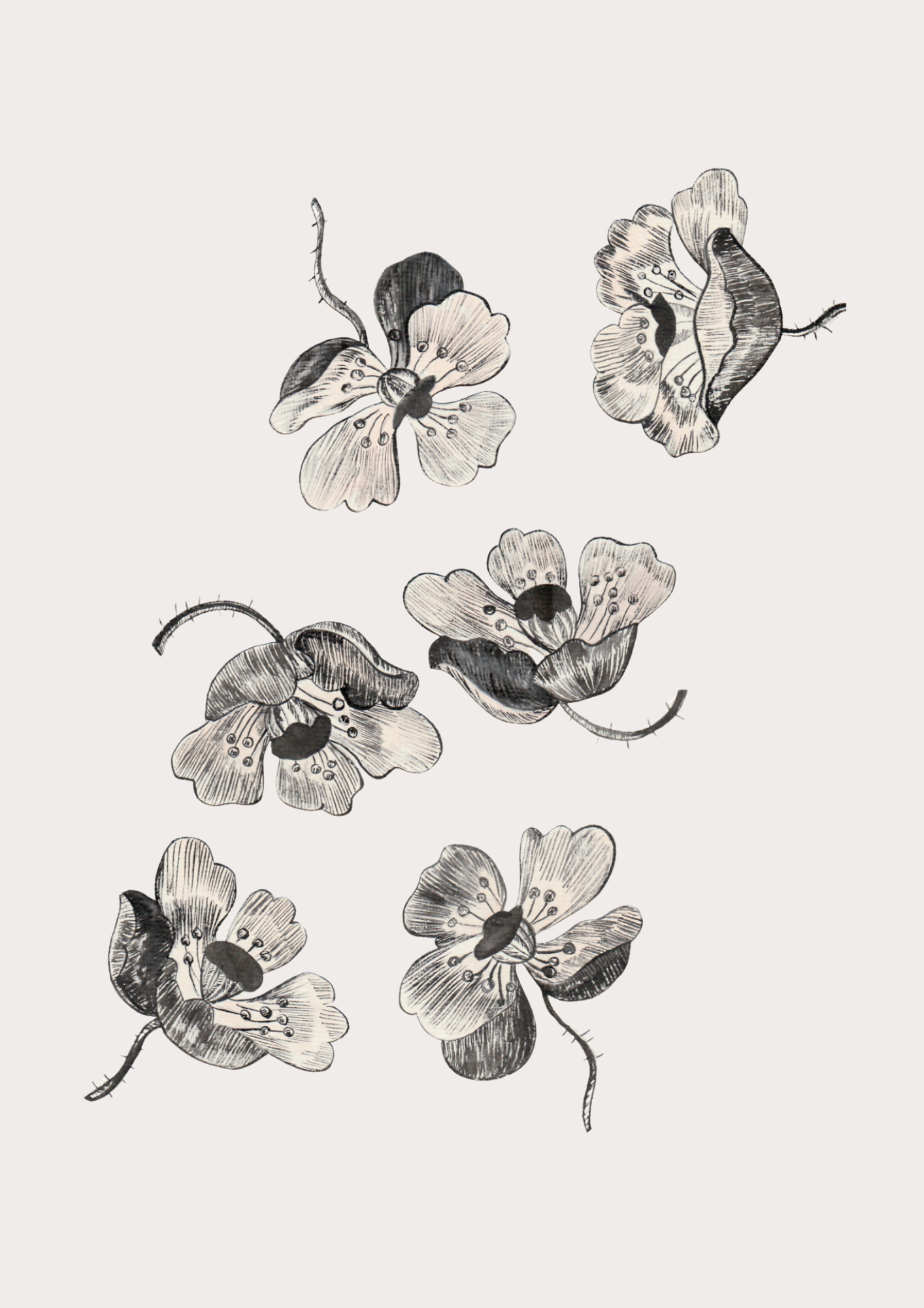 Pavots