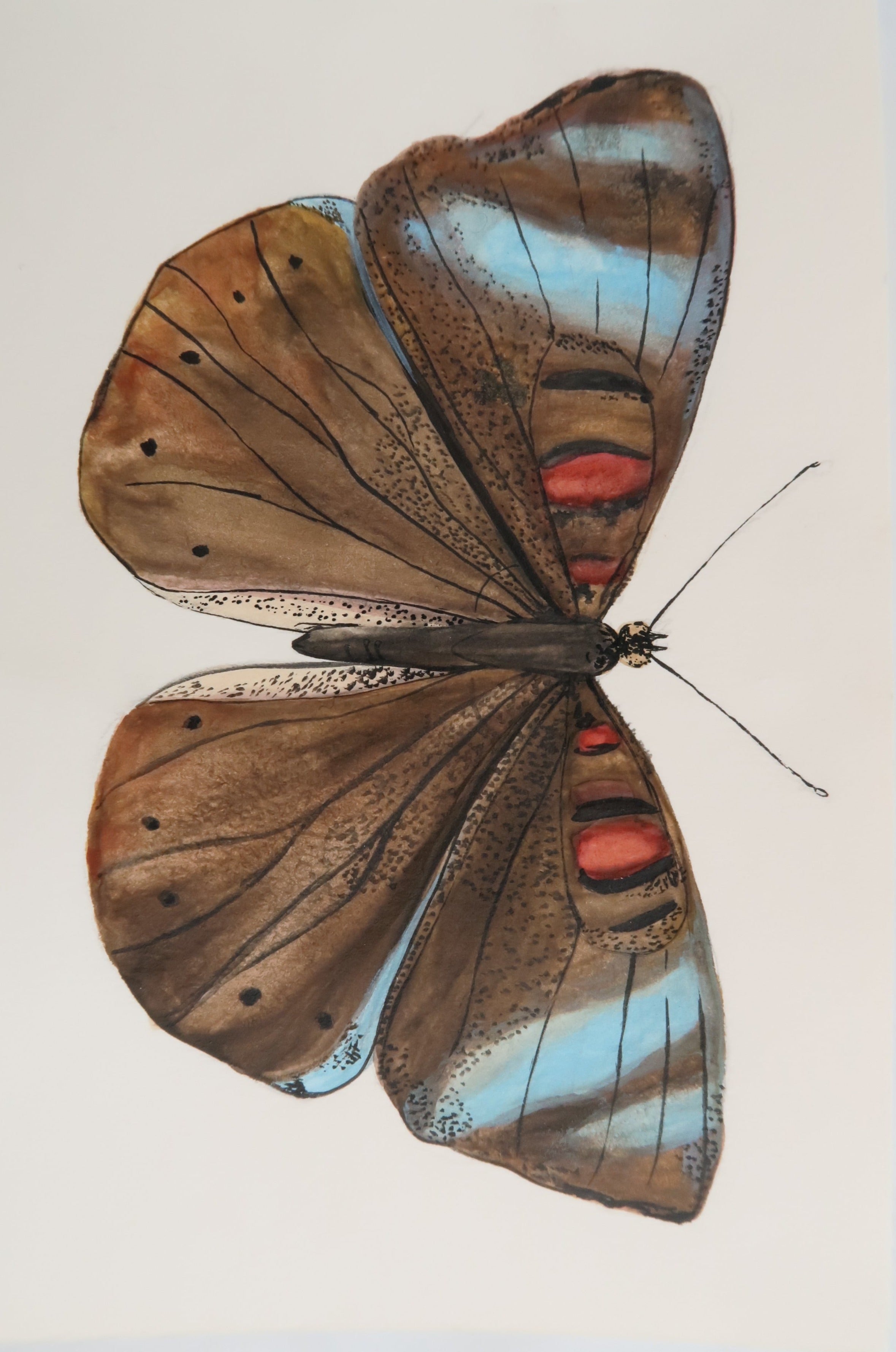 Papillon brun et tâches bleues