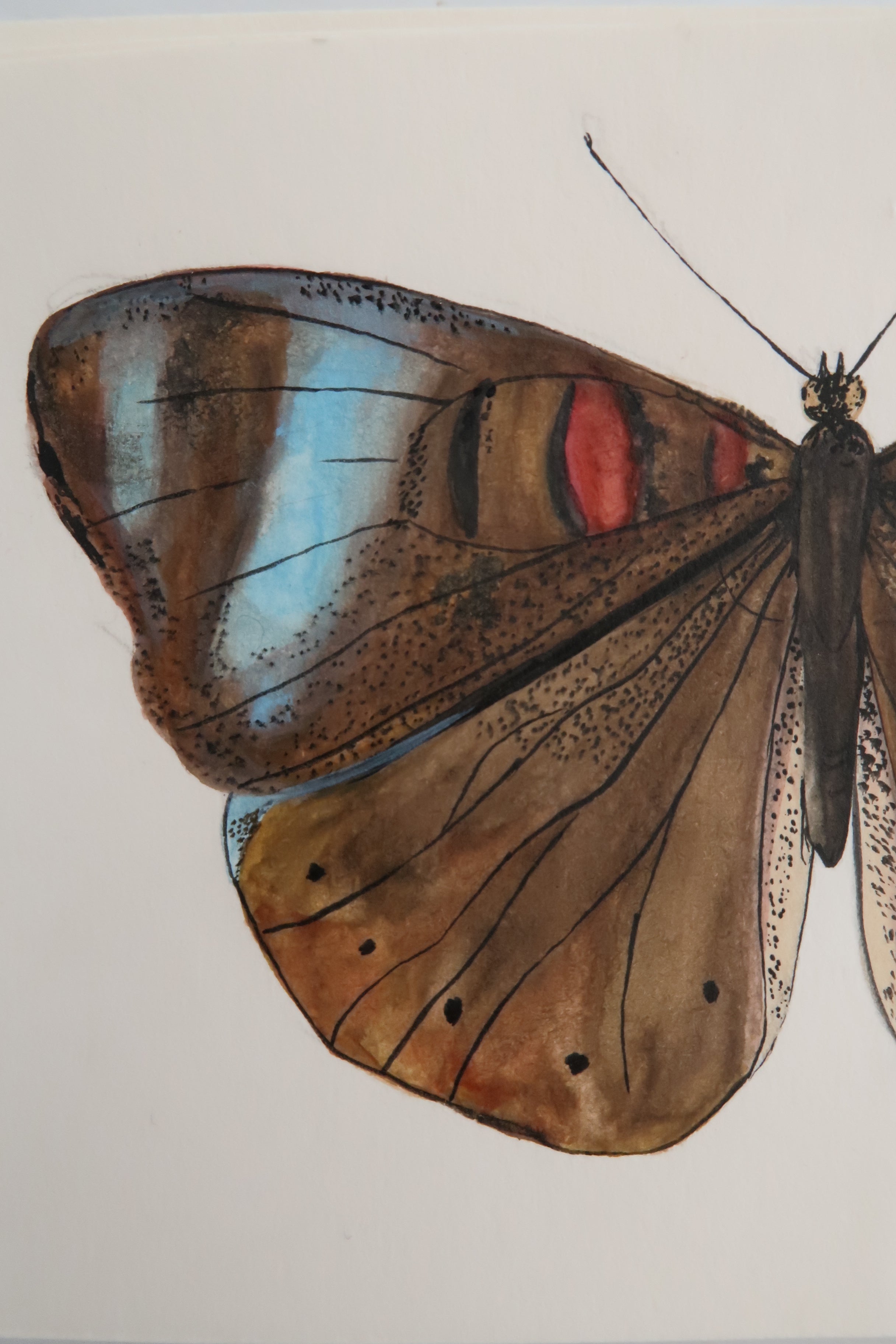 Papillon brun et tâches bleues