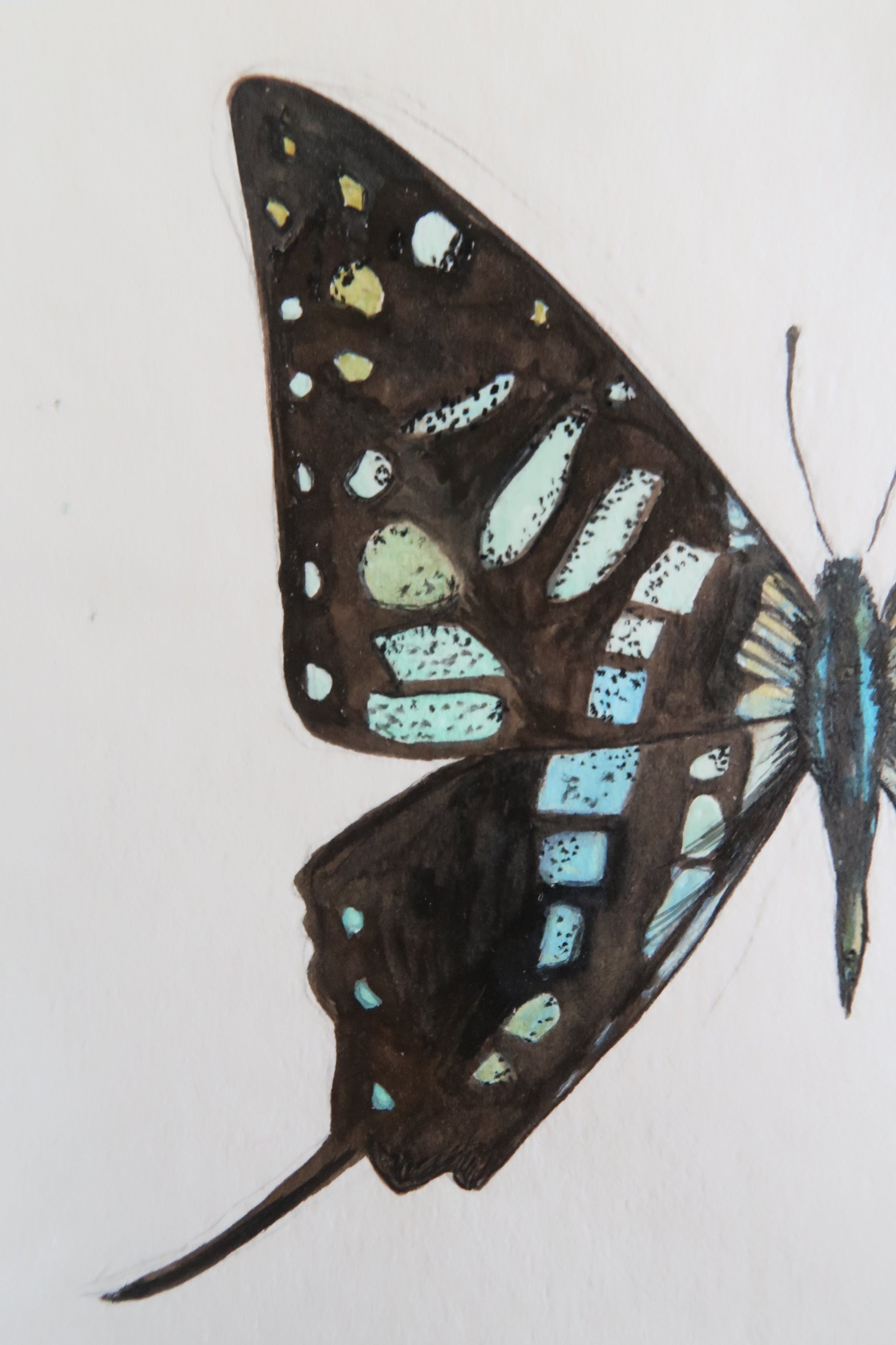 Papillon noir à tâches bleues