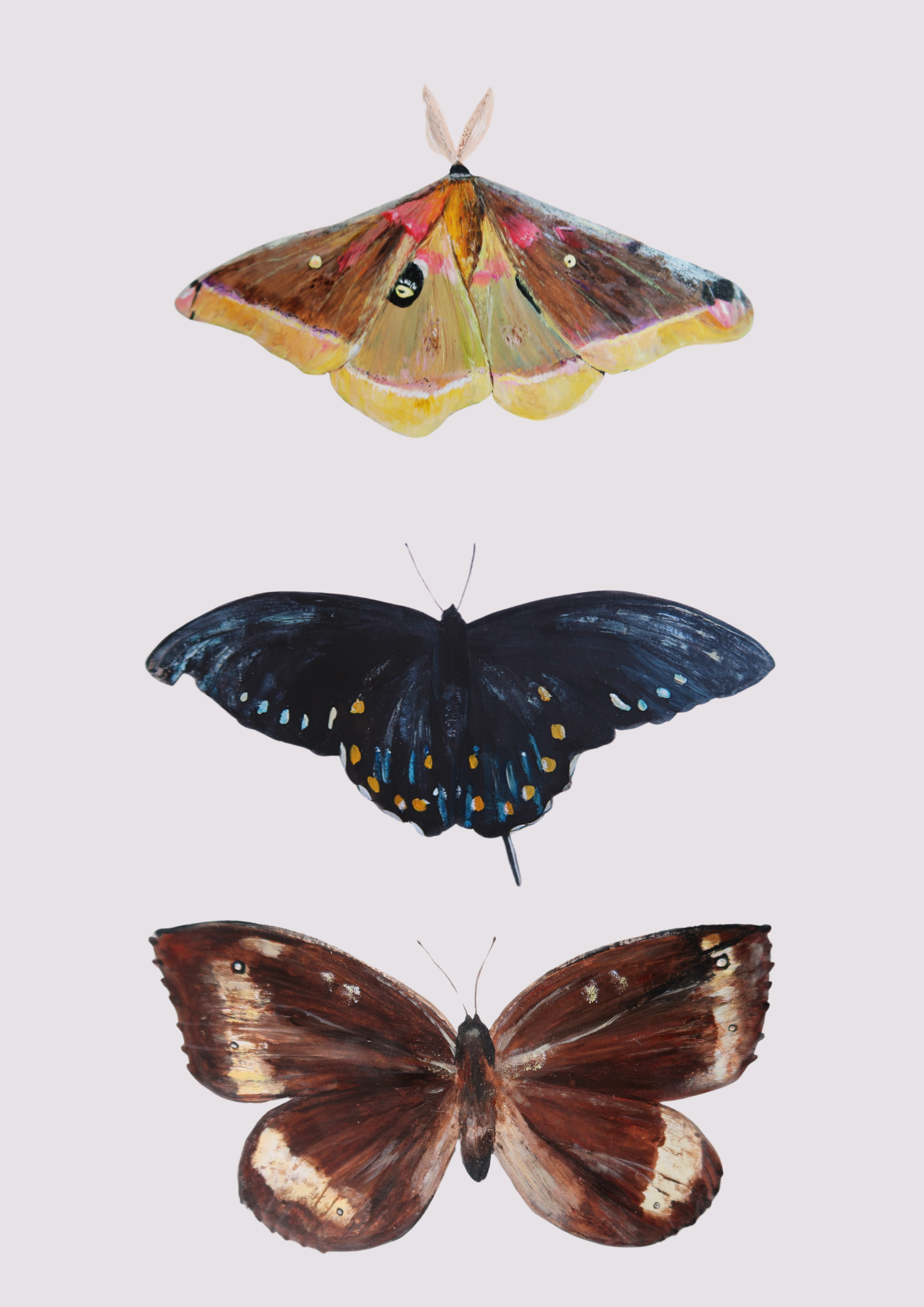 3 Papillons - Format 13x18cm