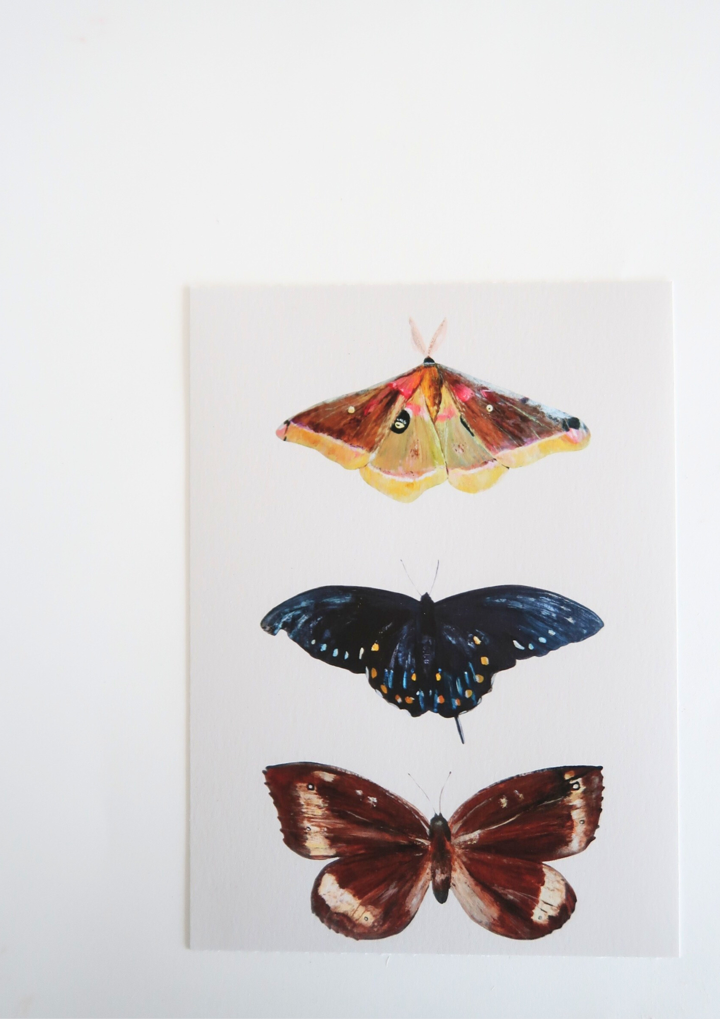 3 Papillons Carte illustrée- Format 13x18cm