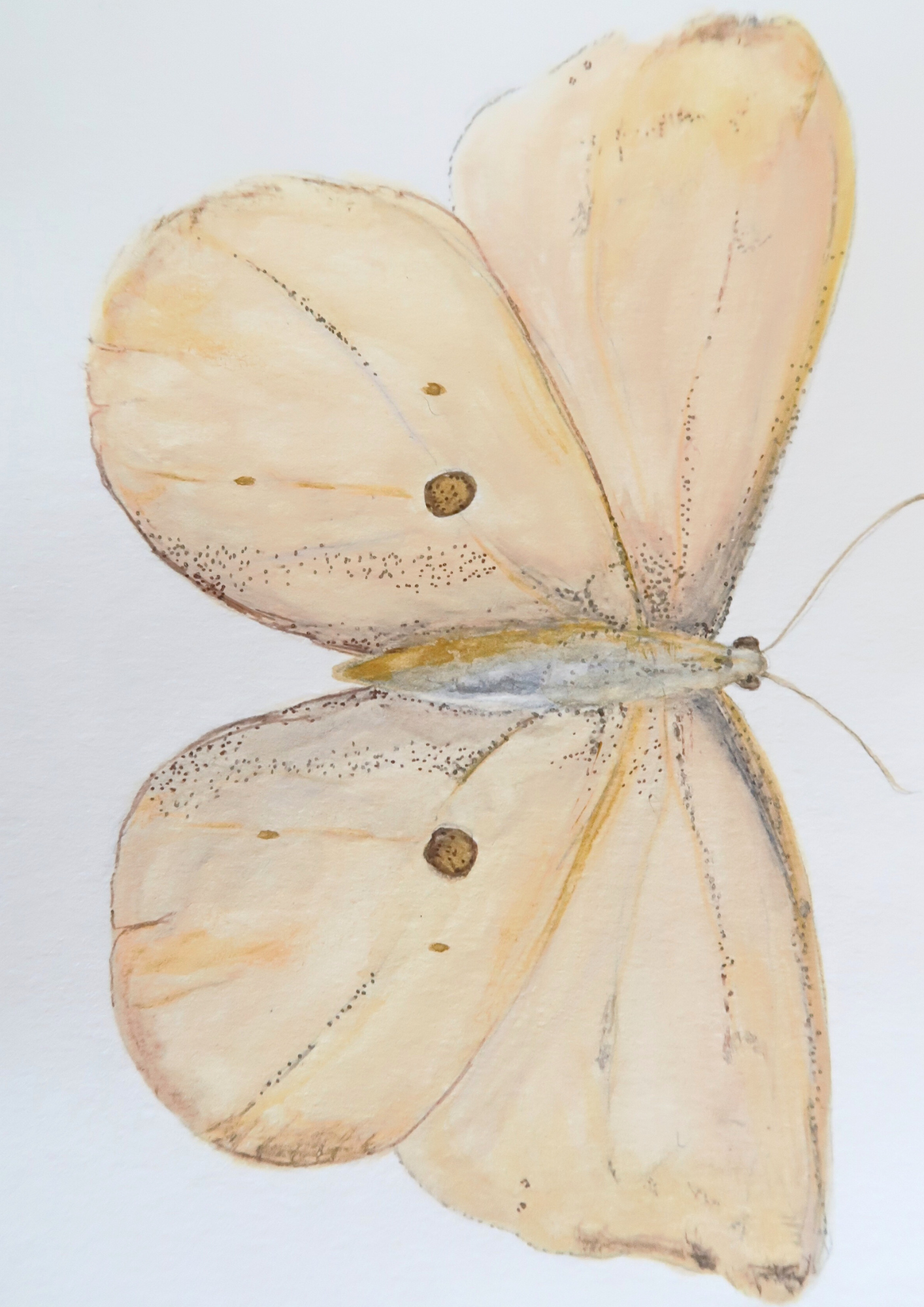Papillon beige